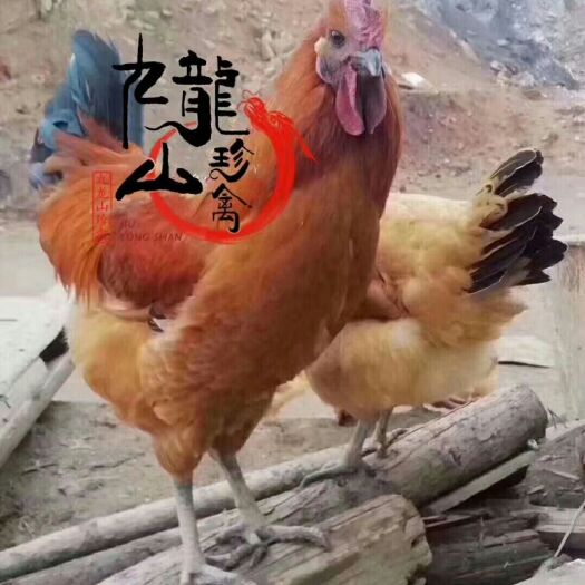 广州 乌皮红冠土鸡