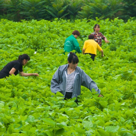 方城县桑树枝 桑叶树技