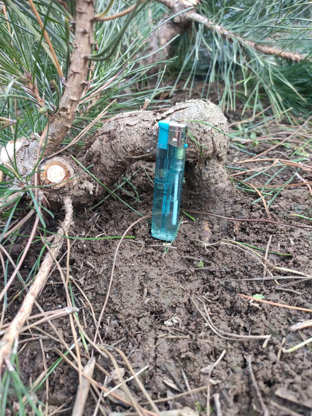 造型黑松 造型好！