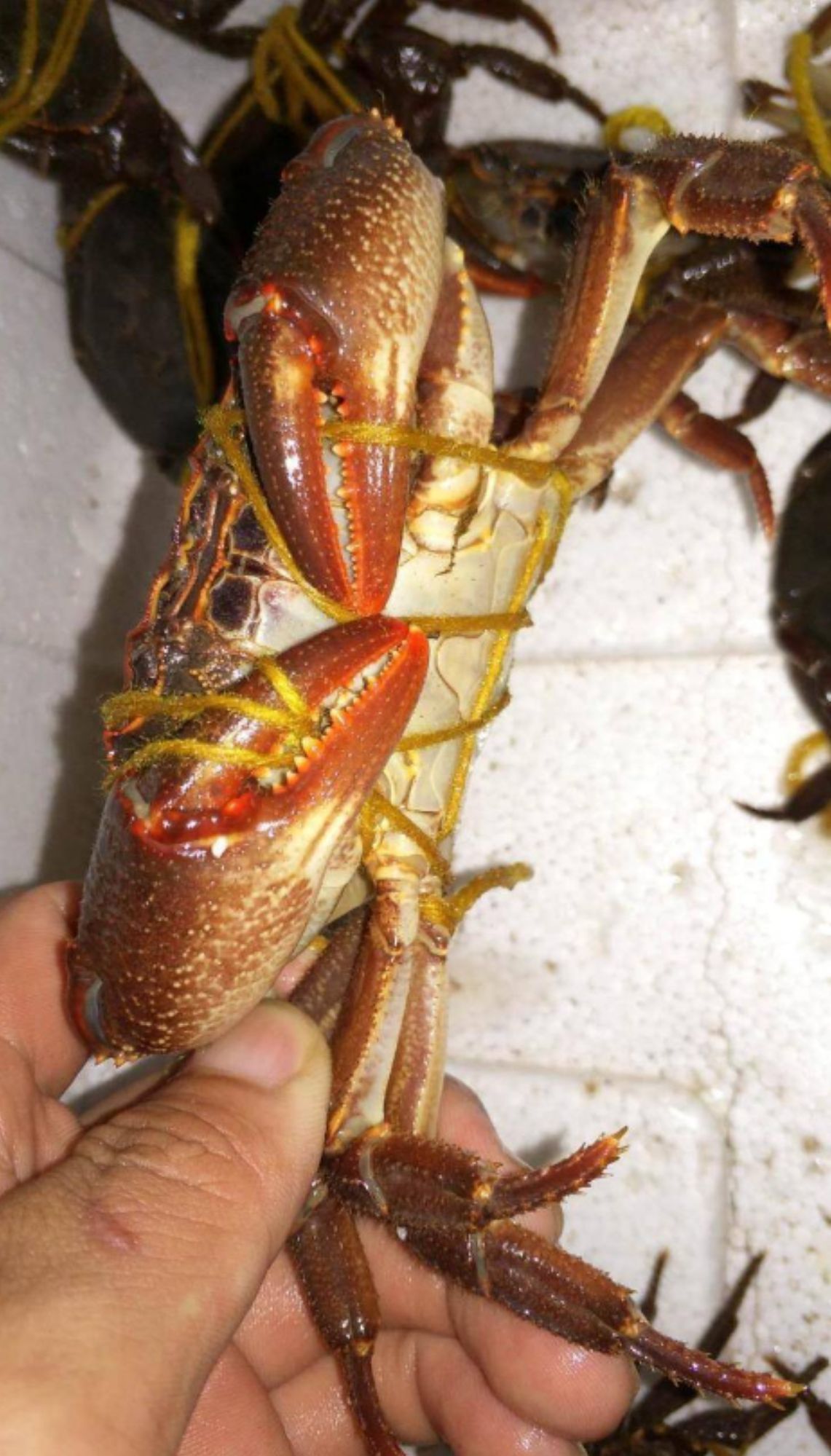 达州山螃蟹  螃蟹，河蟹