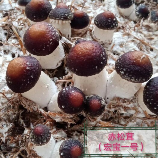 台江县大球盖菇菌种 