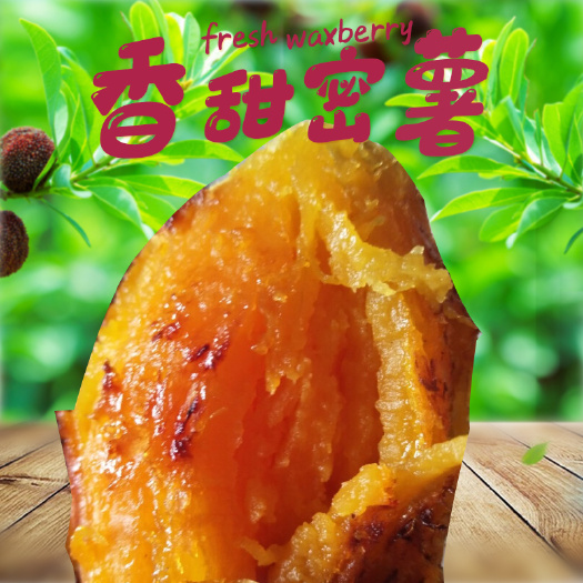 阜城县来福红薯  新鲜红薯农家自种 现挖现卖 香甜可口