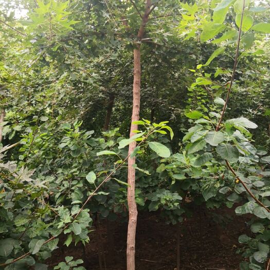 曲阳县本苗圃主要经营五角枫，各种规格都有，一级好二级。丛生五角枫量