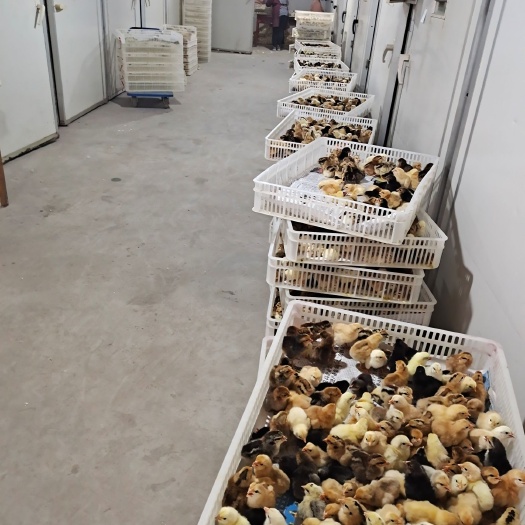 焦作柴鸡苗 9月12号有花柴母苗8000只河南焦作