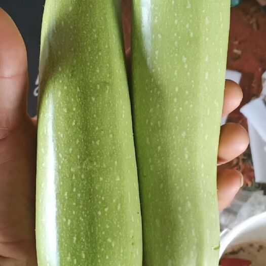 蒙自市翡翠一号西葫芦 新鲜小瓜大量上市每天可供货十吨，每斤一元。需要的老板联系。
