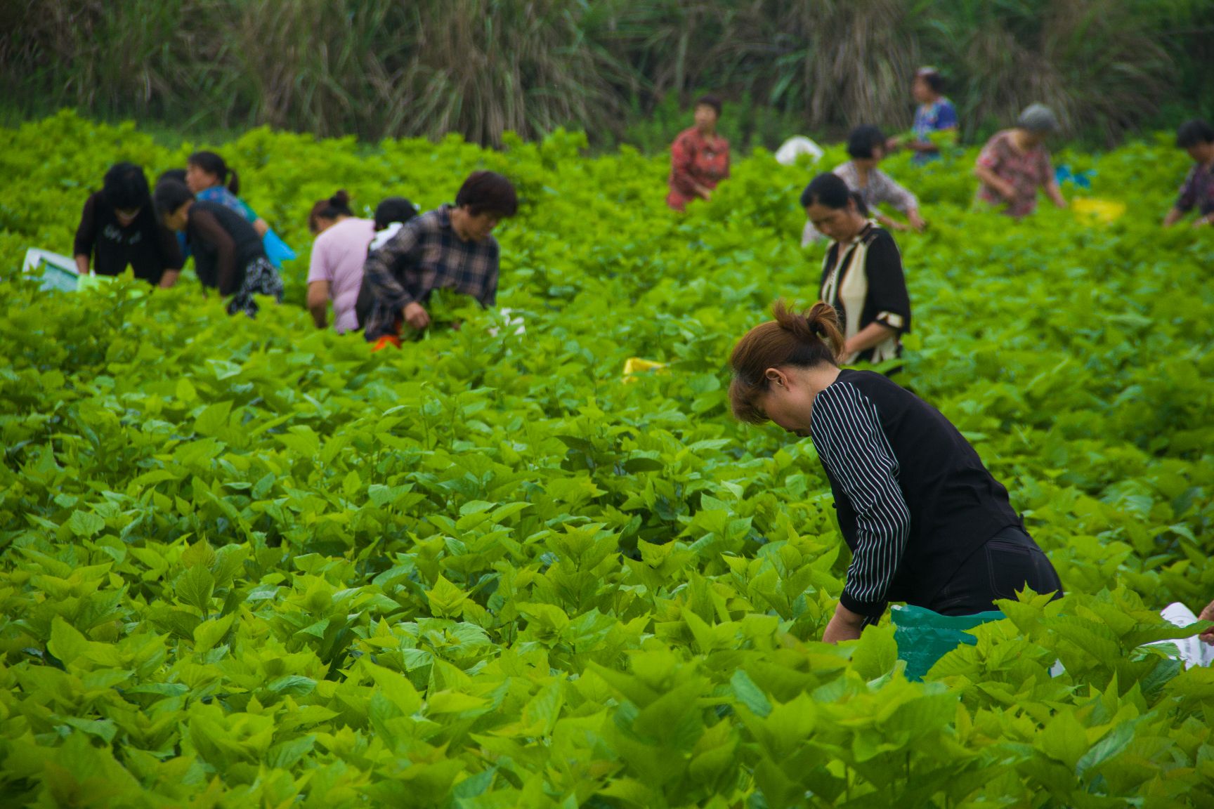 杨树枝 桑树枝