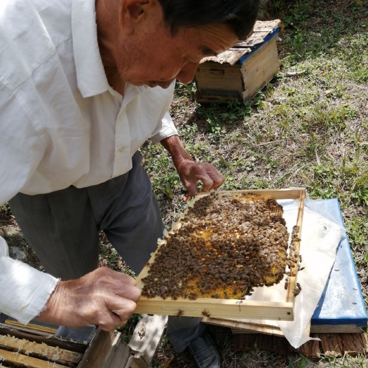 兴国县 蜂蜜天然土蜂蜜百花蜜半边荷枫蜜