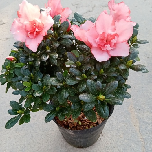 漳平市夏鹃 杨梅红杜鹃花