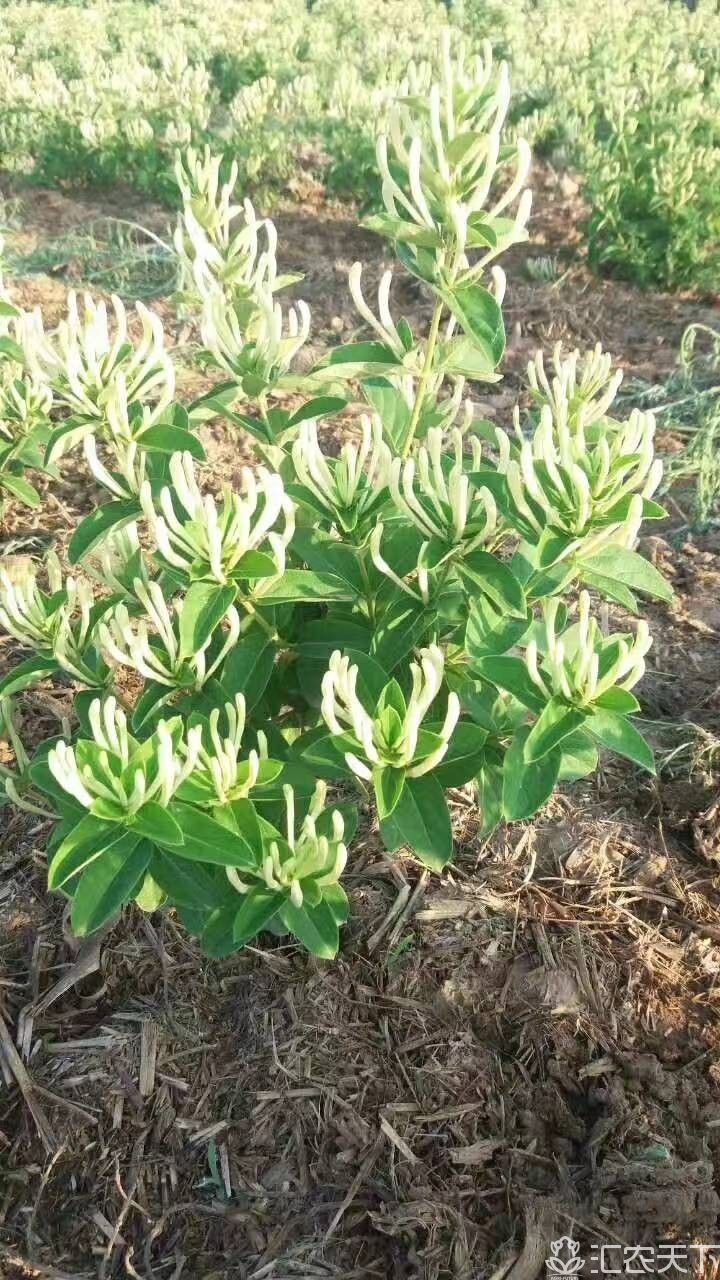 四季金银花树(四季金银花树苗价格)