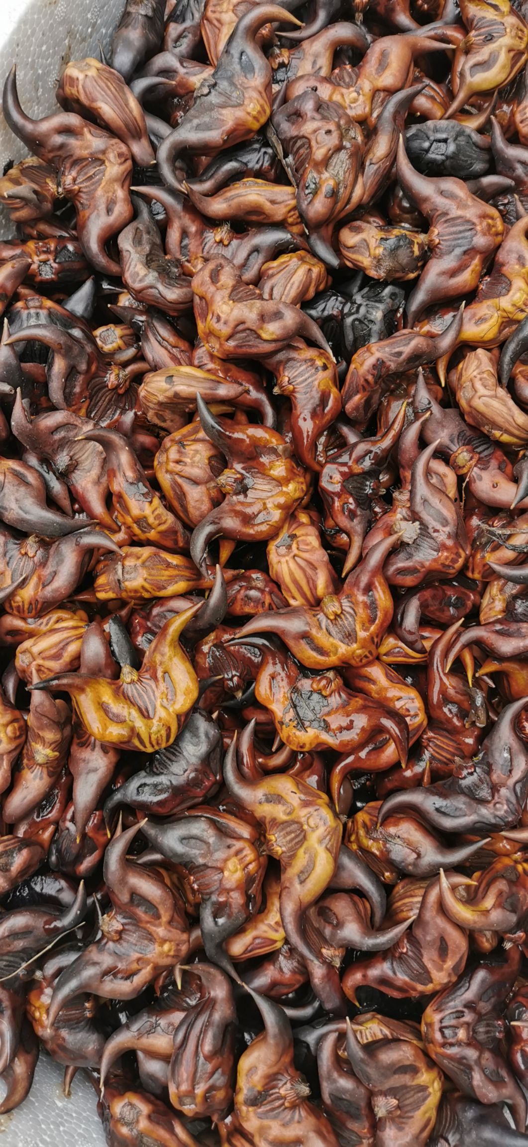 菱角种苗  高产菱角种 红菱角苗种 青菱角种  高产大菱角种子 红菱角种