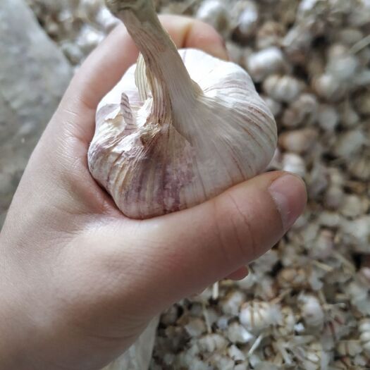 金乡县金乡大蒜 金乡紫皮大蒜、红皮大蒜、鲜蒜