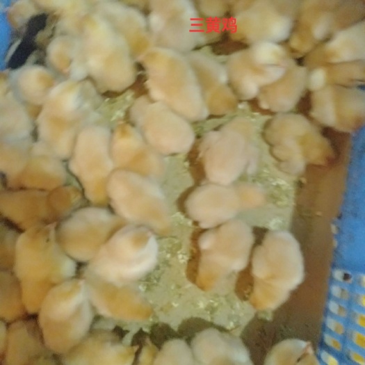 南宁 三黄鸡苗 好养殖易管理成品鸡肉质鲜美欢迎广大养殖老板进店选购