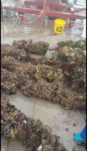海鲜礼盒装  黑口贝蓝口贝青

嵊泗枸杞大海虹黑口贝蓝口贝