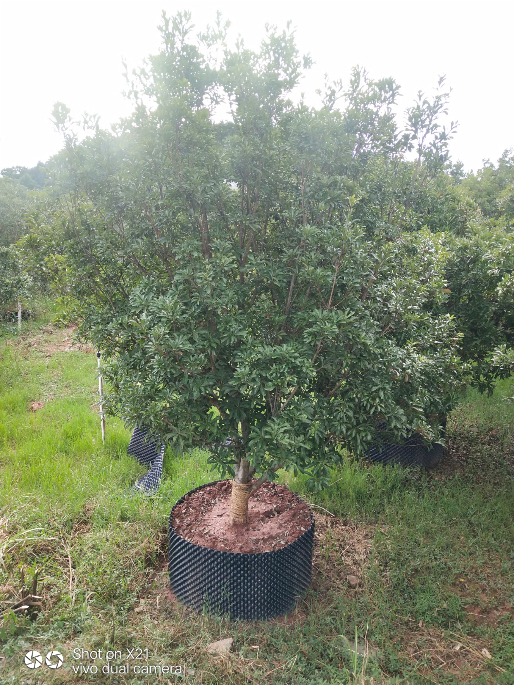 荸荠杨梅种苗  杨梅断根树苗，地苗，营养杯苗。基地直销，成活