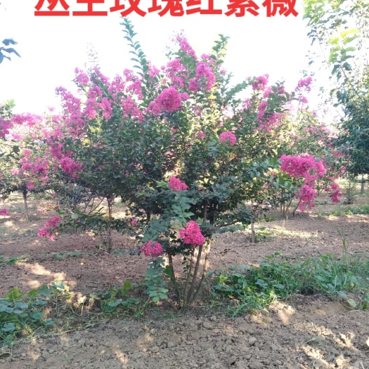 鄢陵县丛生紫薇