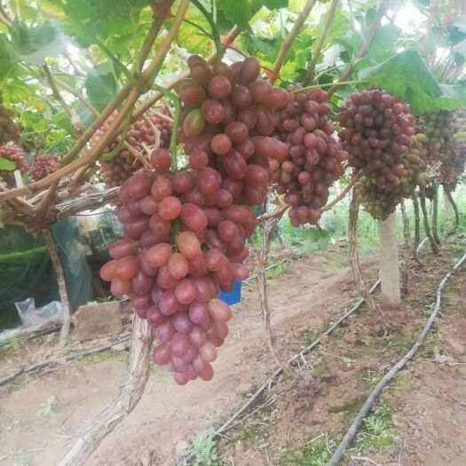 德昌县克瑞森无核葡萄  香甜可口。来自大山深处的葡萄。