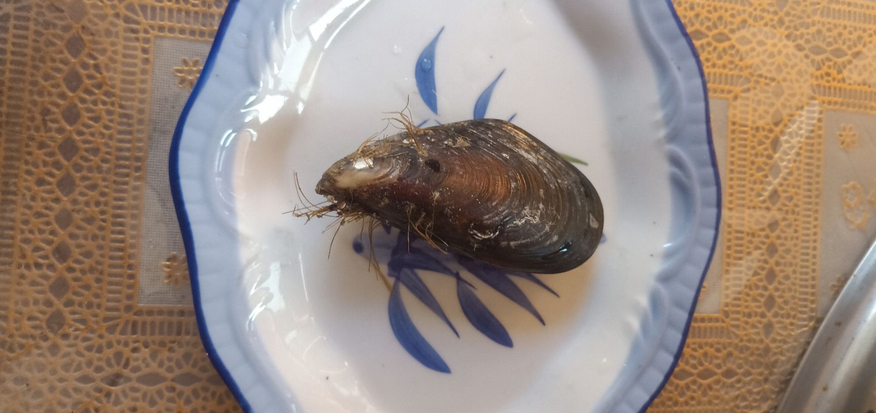 海鲜礼盒装  黑口贝蓝口贝青

嵊泗枸杞大海虹黑口贝蓝口贝