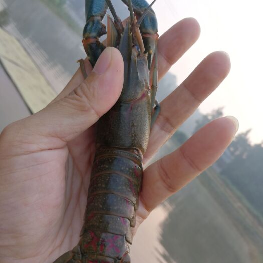 巴中澳洲淡水小龙虾 两虾 