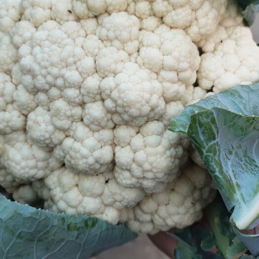 邯郸白花菜
