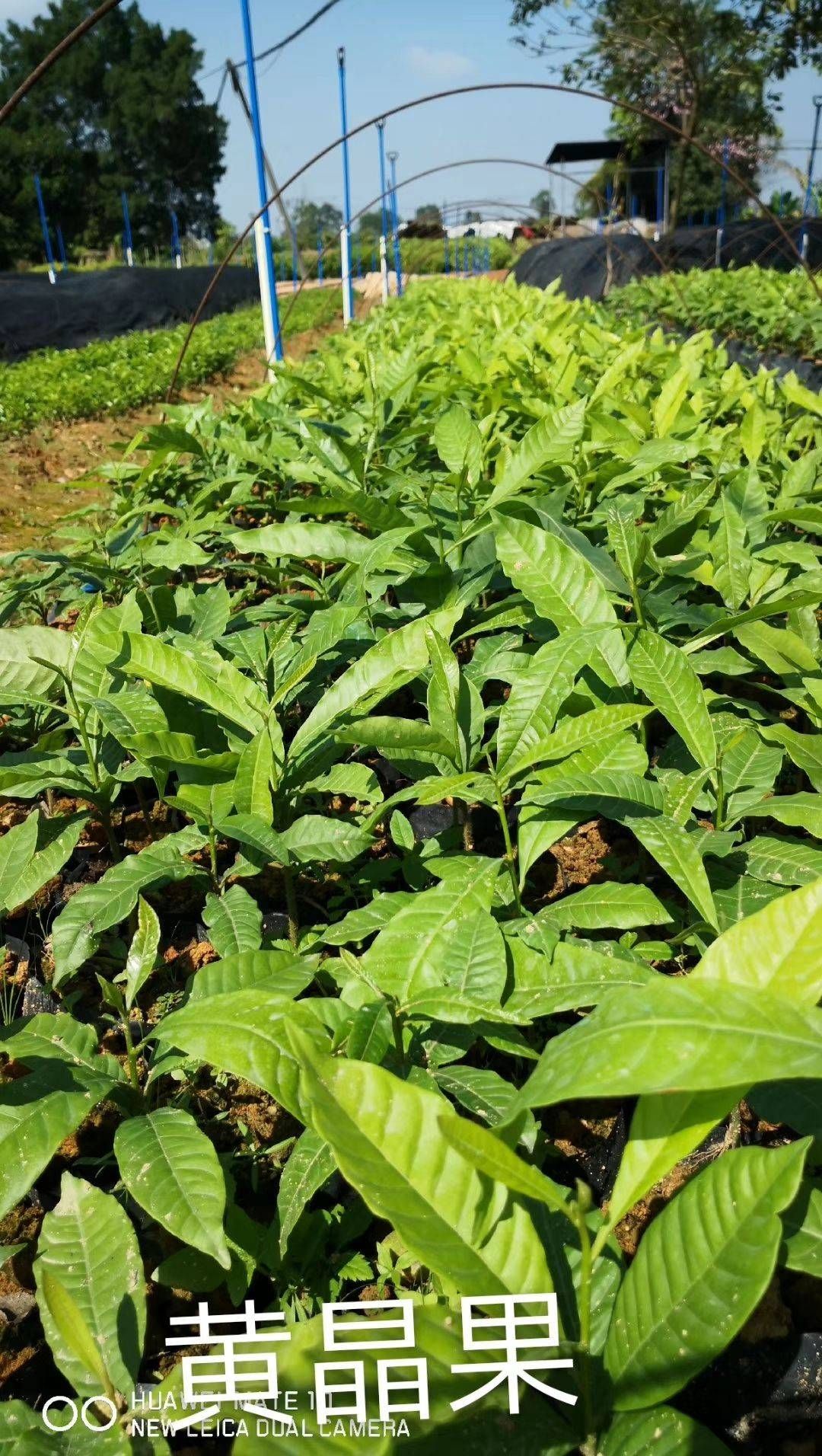 黄晶果苗  新品 包邮 24小时发货 自产自销