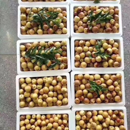 运城 冬枣  