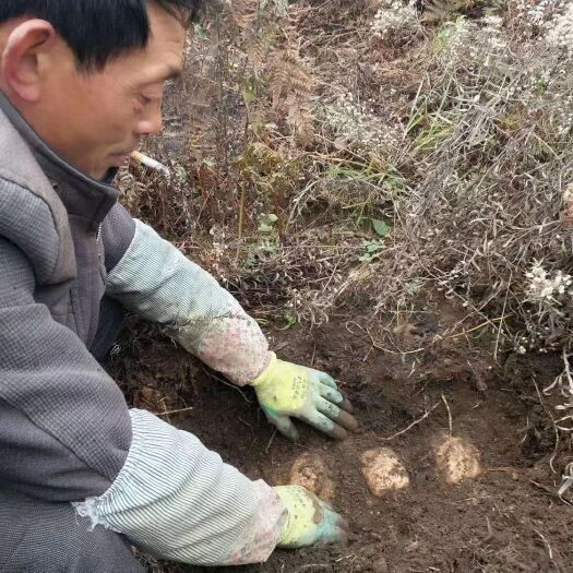 昆明小草坝天麻 天麻缓解头风，头痛，偏头痛，发麻，麻痹等各种头晕症   天麻