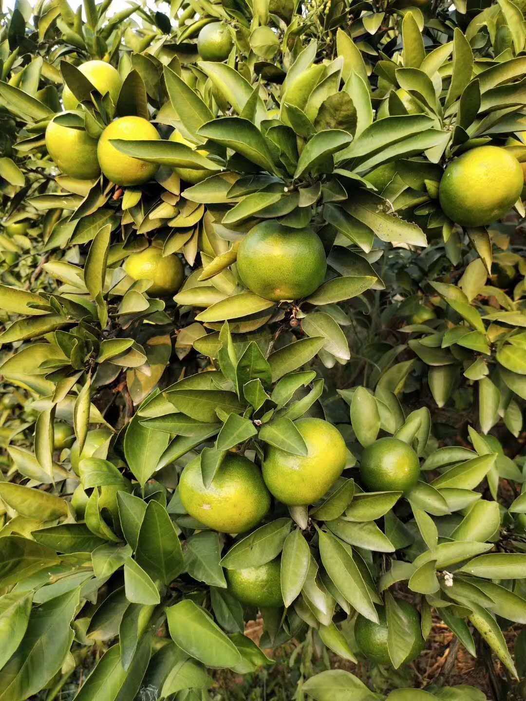 国庆一号 

橘乡澧县，复兴橘香……