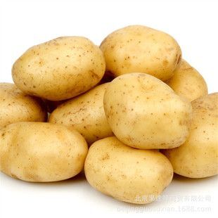 哈尔滨尤金885土豆 良种尤金荷兰黄金薯雪山红系列