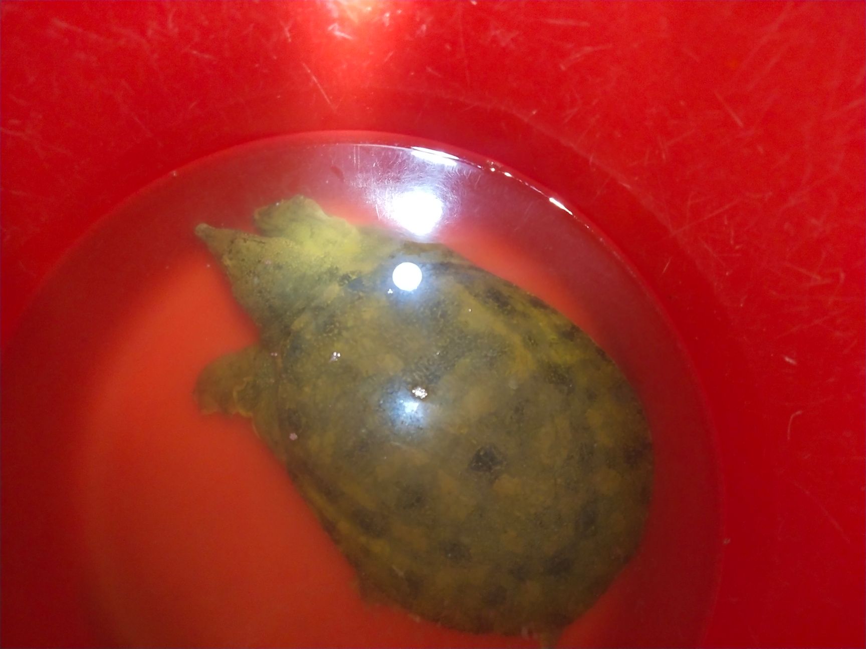 清溪花鳖 大河精品甲鱼!品质一流！