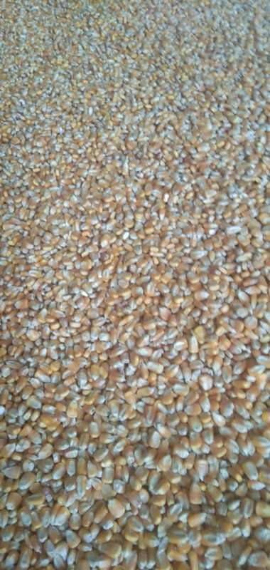 晋州市A6565玉米粒 精品玉米！粮食镇！大批供应，欢迎全国各地老板选购。