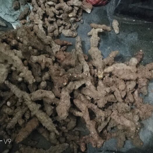 连南县 新鲜土茯苓白肉