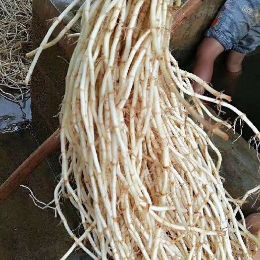 砚山县鱼腥草根 鱼腥草色泽明亮，筒节均匀，粗度一致，摊放时间长不变色等特点