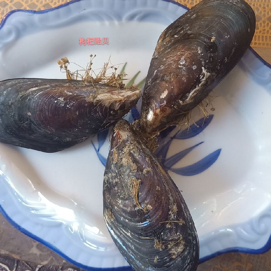 海鲜礼盒装  黑口贝蓝口贝青

嵊泗枸杞大海虹黑口贝蓝口贝