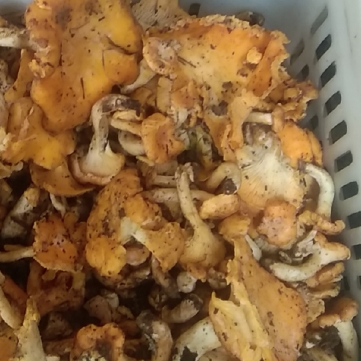 丹凤县鸡油菌  纯野生天然无公害，白然凉晒剂，口味鲜美，美食佳品。