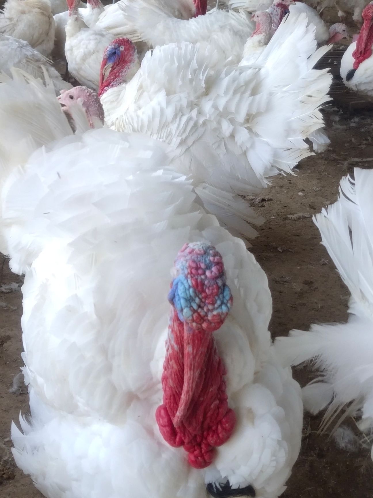  尼古拉火鸡，小青年火鸡，