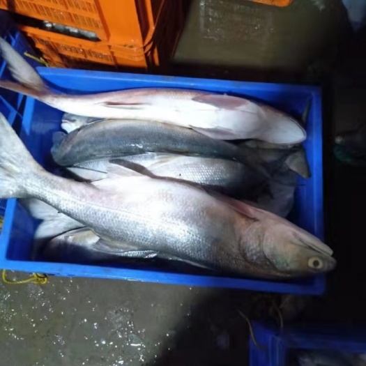 琼海市 马友鱼，
季节性（雨季）海产品。