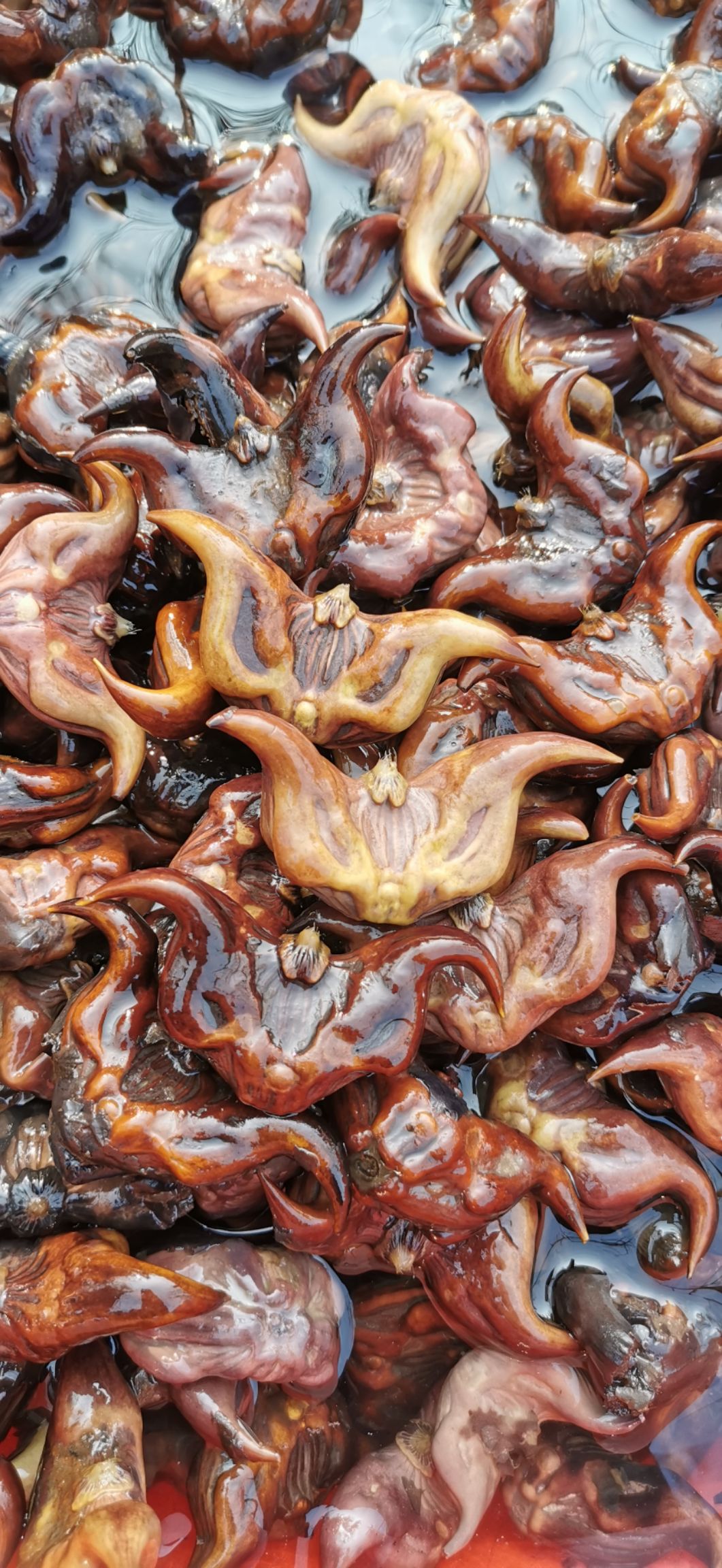 菱角种苗  高产菱角种 红菱角苗种 青菱角种  高产大菱角种子 红菱角种