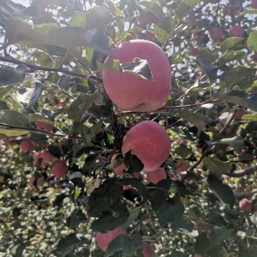 静宁县丹霞苹果  高原苹果甘甜可口