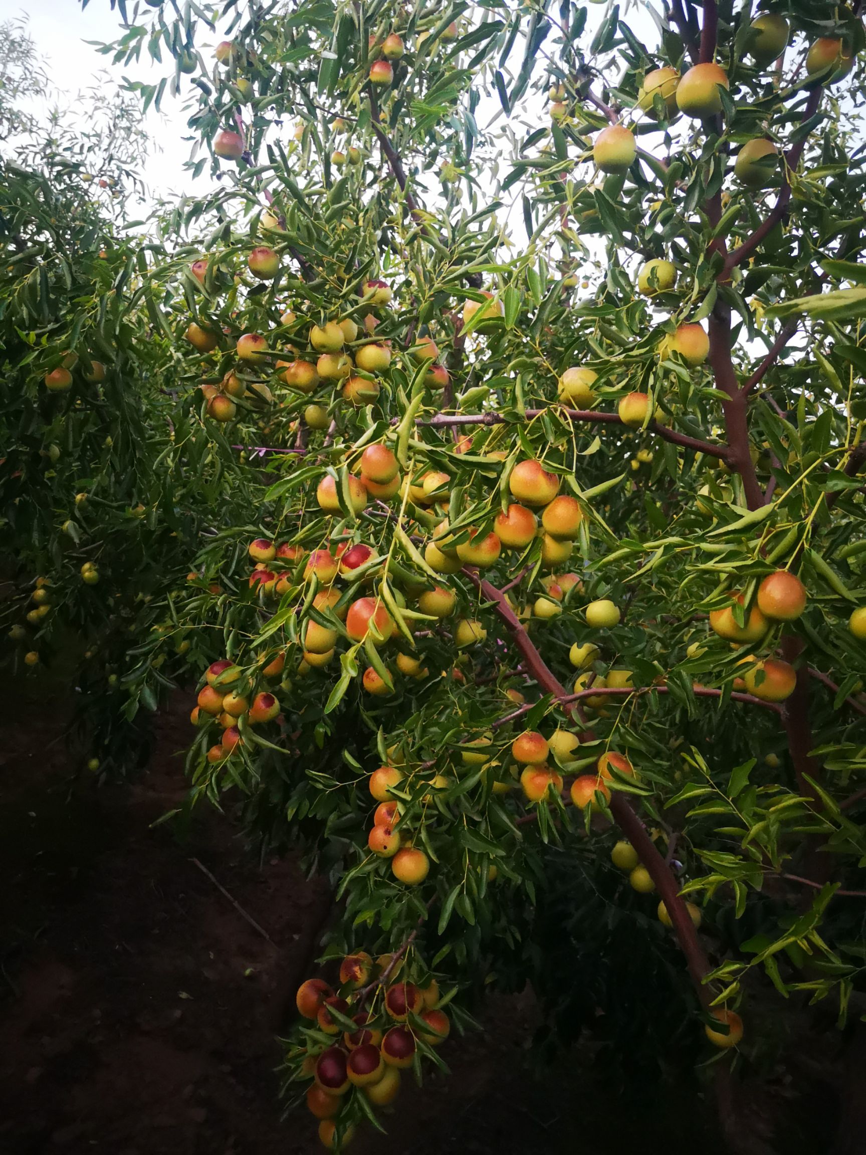 冬枣自家百亩冬枣果园