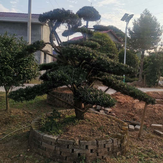 浏阳市中叶罗汉松 