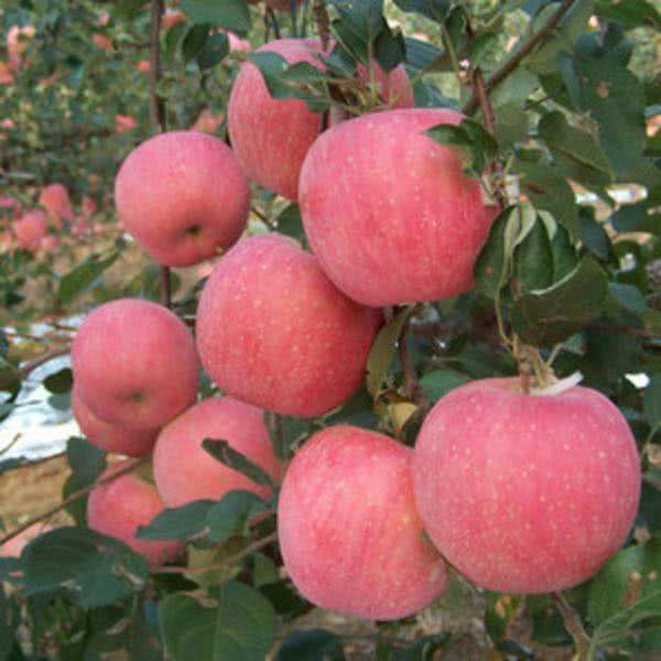 烟富10苹果苗  个大味甜 耐储存 易成活 现挖现发  保湿发货  死苗补发