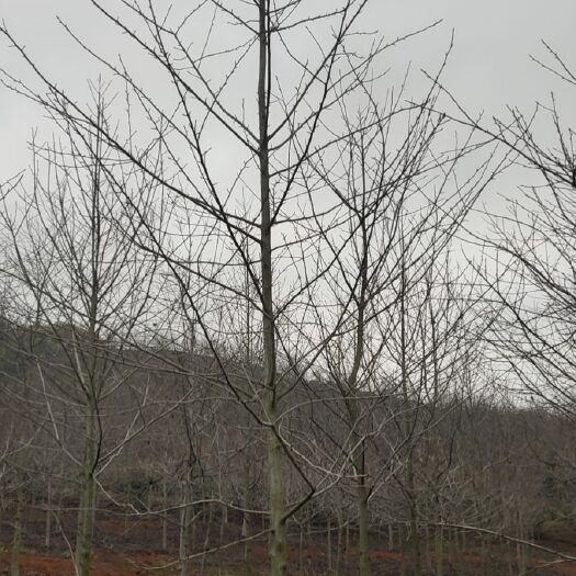 九江枫香树苗 基地长期供应、8-12公分假值枫香。