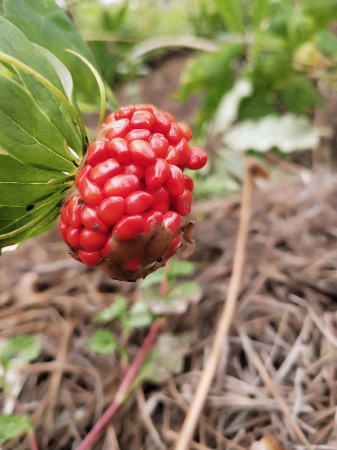 滇重樓種子 七葉一枝花 發芽率高 贈送催芽劑 育苗技術管理