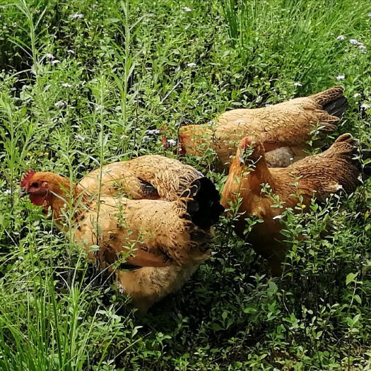 淮南王土鸡 小满哥土鸡养殖专业充分利用闲置土地与树林放养优质好土鸡