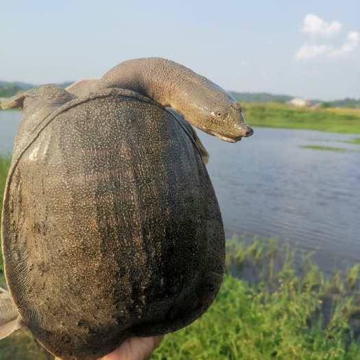 衡阳珍珠鳖  再生甲鱼纯饵料鱼虾喂养的水鱼味道鲜美（量大从优）
