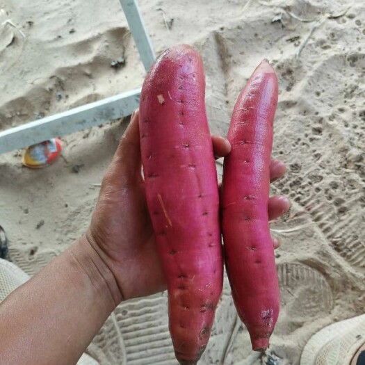 广宗县 沙地精品北京红  颜色好看  皮光 口感甜面