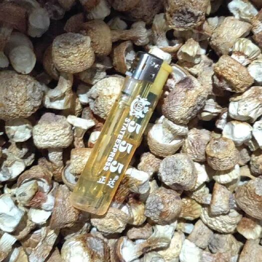 兴义市赤松茸 干货 5cm-7cm 半开伞 人工种植 