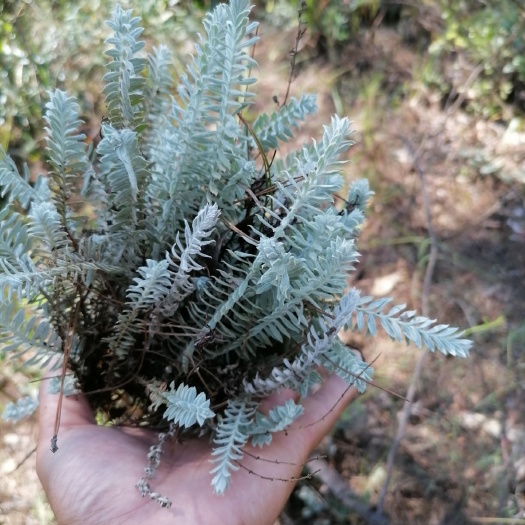 阳新县鹿茸草苗，鹿茸草带土苗（成活率高）