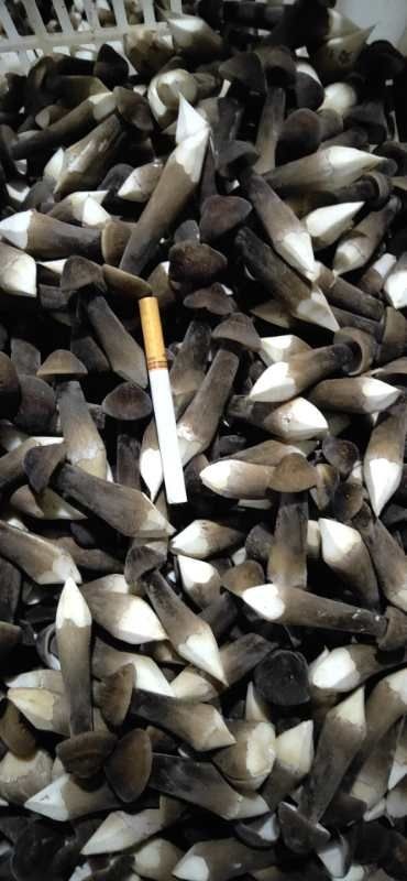 昆明鸡枞菌 全国多家黑皮鸡枞基地就近直接发货，新鲜到家