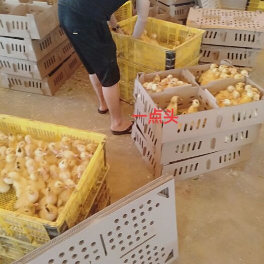 南宁 鸭苗 一点头鸭苗 好管理易养殖 成品鸭可达到9斤左右  